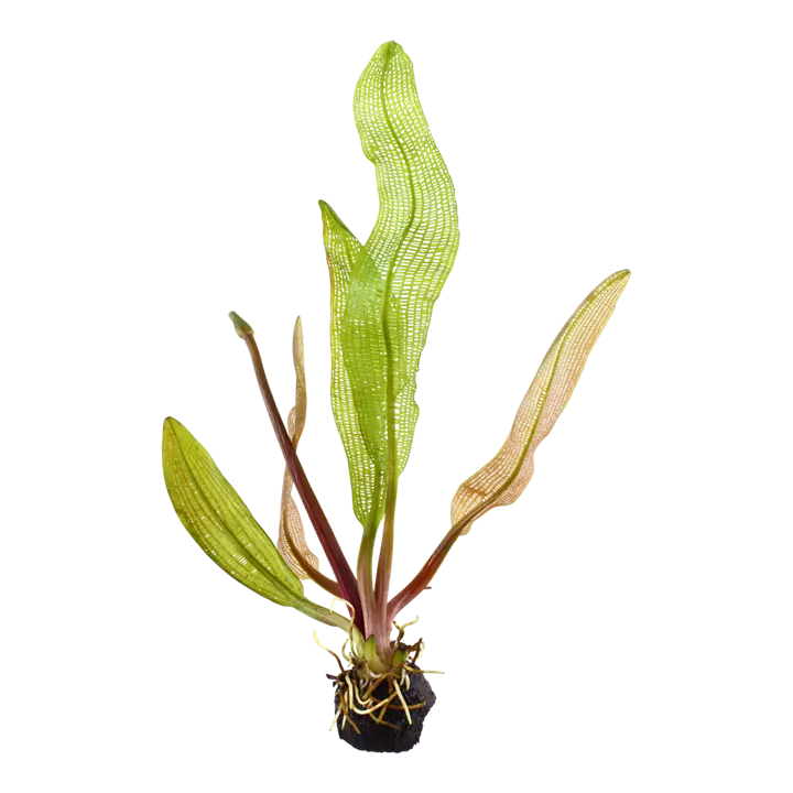 Verkkolehti ruukku - Akvaarion keskialan kasvit - 80720 - 1