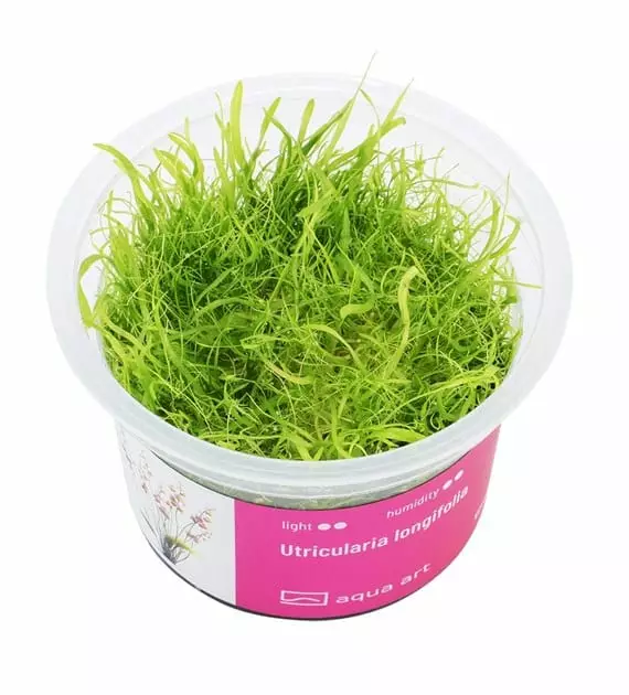 Utricularia longifolia - Lihansyöjäkasvit terraarioon - X5200 - 1