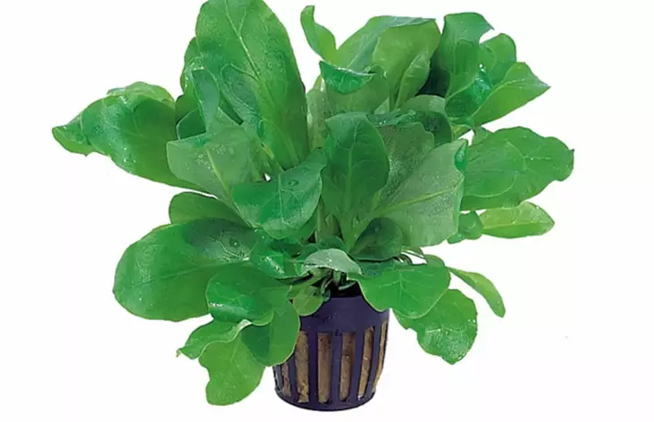 Vesisalaatti Ruukku - Akvaarion keskialan kasvit - 82130 - 1