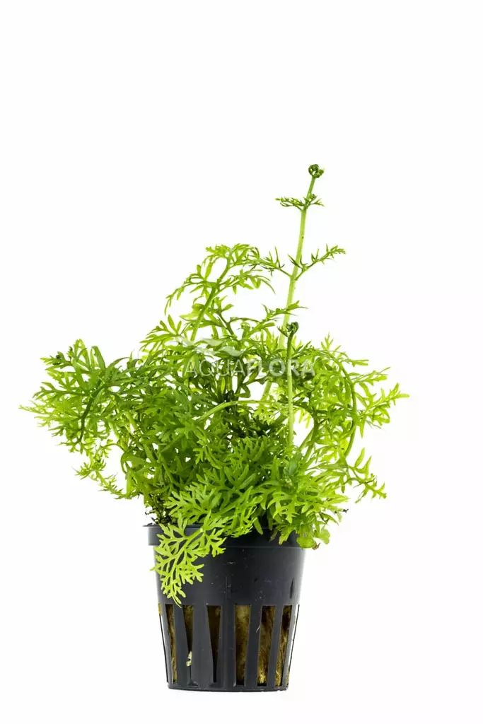 Vesisaniainen Ruukku - Akvaarion taka-alan kasvit - 80820 - 1