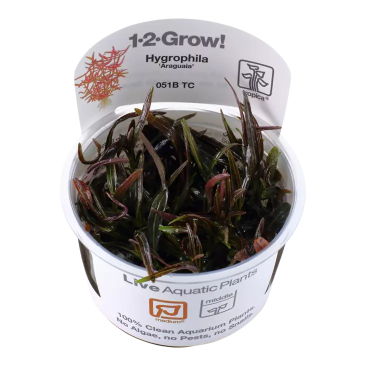 Vesitähdikki Sp."Araguaia" Vitrokupissa - Akvaarion taka-alan kasvit - 88030 - 1