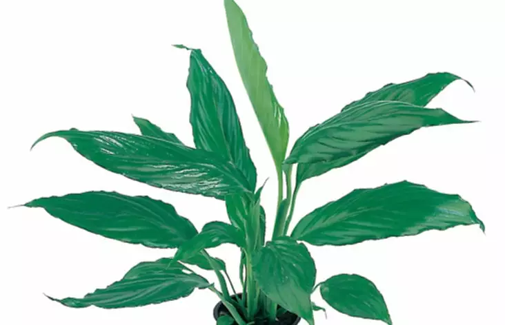 Viirivehka Ruukku Ter - Kostean terraarion kasvit - 82160 - 1