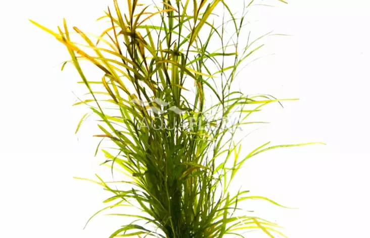 Vita Laji Ruukku - Akvaarion keskialan kasvit - 87260 - 1