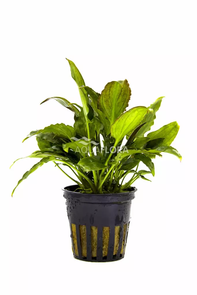 Vitamelalehti Ruukku - Akvaarion taka-alan kasvit - 81030 - 1