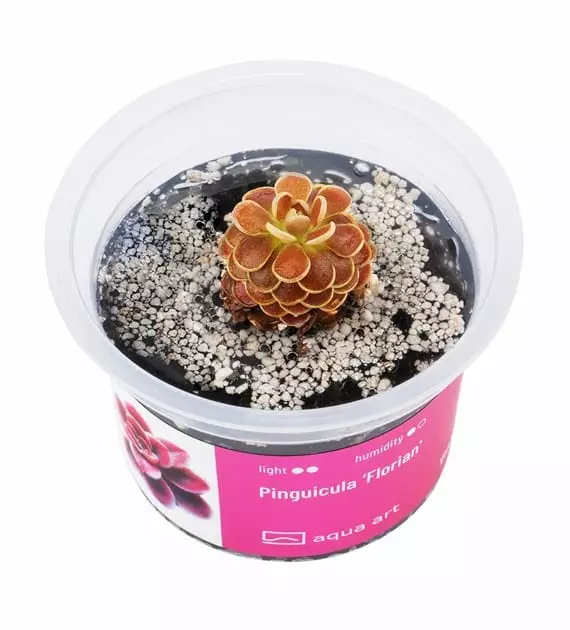 Pinguicula "Florian" - Lihansyöjäkasvit terraarioon - X3180 - 1