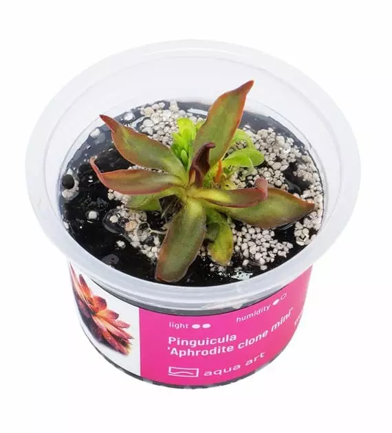 Pinguicula 'Aphrodite clone mini' - Lihansyöjäkasvit terraarioon - X3300 - 1