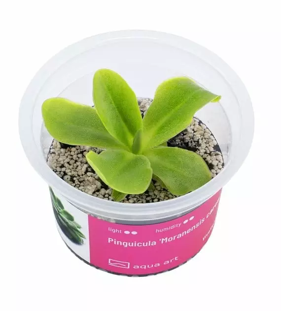 Pinguicula 'Moranensis carow' - Lihansyöjäkasvit terraarioon - X3800 - 1