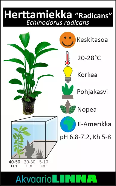 Herttamiekka Xl 8Cm Ruukku - Akvaarion keskialan kasvit - 81301 - 2