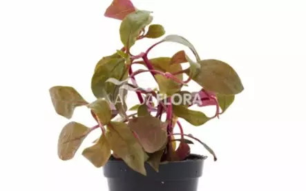 Kardinaalipapukaijalehti Ruukku - Akvaarion keskialan kasvit - 80551 - 1