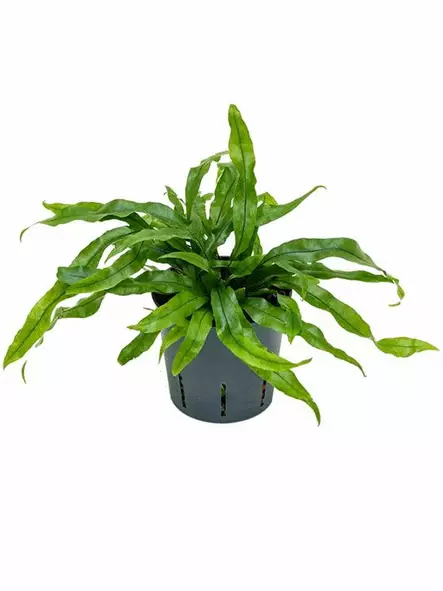 "Kengurusaniainen" ruukku - Kostean terraarion kasvit - 097.2671 - 1