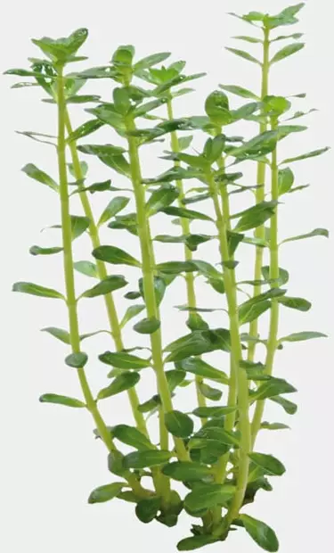 Rotalalaji, Rotala indica Vitrokupissa - Akvaarion keskialan kasvit - 883381 - 1