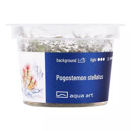 Tähtipatsuli Vitrokupissa - Akvaarion keskialan kasvit - 88071 - 2