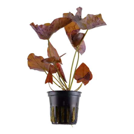 Tiikerilumme Ruukku - Akvaarion taka-alan kasvit - 87411 - 1