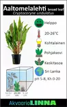Aaltomelalehti Leveä Lehtinen Ruukku - Akvaarion taka-alan kasvit - 81041 - 3
