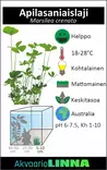 Apilasaniaislaji crenata Vitrokupissa - Akvaarion etualan kasvit - 89131 - 7