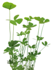 Apilasaniaislaji crenata Vitrokupissa - Akvaarion etualan kasvit - 89131 - 6