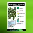 Bucephalandra green velvet Ruukku - Akvaarion etualan kasvit - 89031 - 2