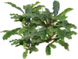 Bucephalandra green velvet Ruukku - Akvaarion etualan kasvit - 89031 - 1