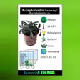 Bucephalandra "Kedakang" Vitrokupissa - Akvaarion etualan kasvit - 89971 - 9