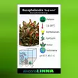 Bucephalandra sp.red mini Vitrokupissa - Akvaarion etualan kasvit - 86781 - 4