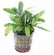 Bucephalandra Theia green - Akvaarion etualan kasvit - 86771 - 1