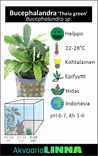 Bucephalandra Theia green - Akvaarion etualan kasvit - 86771 - 2