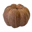 Cucurbita kurpitsakäpy 25 kpl - Catappa-tuotteet ja muut vastaavat - D51121 - 3
