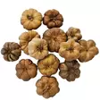 Cucurbita kurpitsakäpy 25 kpl - Catappa-tuotteet ja muut vastaavat - D51121 - 2