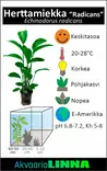 Herttamiekka Xl 8Cm Ruukku - Akvaarion keskialan kasvit - 81301 - 2