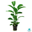 Herttamiekka Xl 8Cm Ruukku - Akvaarion keskialan kasvit - 81301 - 1