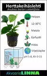 Herttakeihäslehti Anubias barteri caladiifolia - Akvaarion keskialan kasvit - 80581 - 5