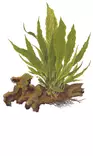 Jaavansaniainen Ruukku - Akvaarion keskialan kasvit - 86941 - 1