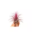 Käpytillandsia punainen - Ilmakasvit terraarioon - 097.3031 - 1