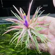 Käpytillandsia punainen - Ilmakasvit terraarioon - 097.3031 - 2