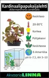 Kardinaalipapukaijalehti Ruukku - Akvaarion keskialan kasvit - 80551 - 2