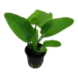 Miekka Aquartica Ruukku - Akvaarion keskialan kasvit - 81151 - 1