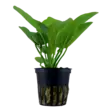 Miekka Aquartica Ruukku - Akvaarion keskialan kasvit - 81151 - 2