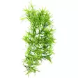 Muovikasvi Tropica Imukupilla 37Cm - Roikkuvat muovikasvit - D37011 - 1
