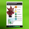 Papukaijalehti rosa Vitrokupissa - Akvaarion keskialan kasvit - 88581 - 5