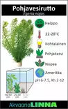 POHJAVESIRUTTO NIPPU - Akvaarion keskialan kasvit - 84361 - 2