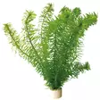 POHJAVESIRUTTO NIPPU - Akvaarion keskialan kasvit - 84361 - 1