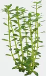 Rotalalaji, Rotala indica Vitrokupissa - Akvaarion keskialan kasvit - 883381 - 1