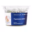 Tähtipatsuli Vitrokupissa - Akvaarion keskialan kasvit - 88071 - 2