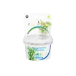 Tähtipatsuli Vitrokupissa - Akvaarion keskialan kasvit - 88071 - 4