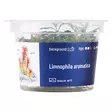 Tuoksuvedensuosikki Vitrokupissa - Akvaarion taka-alan kasvit - 89711 - 3