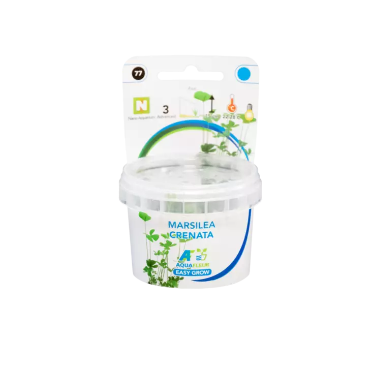 Apilasaniaislaji crenata Vitrokupissa - Akvaarion etualan kasvit - 89131 - 5
