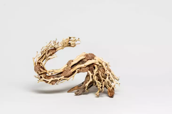 Bonsaipuu, Lohikäärme S - Juurakot ja puut akvaarioon - PH064-s1 - 1