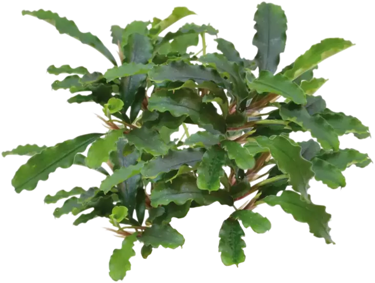 Bucephalandra green velvet Ruukku - Akvaarion etualan kasvit - 89031 - 1
