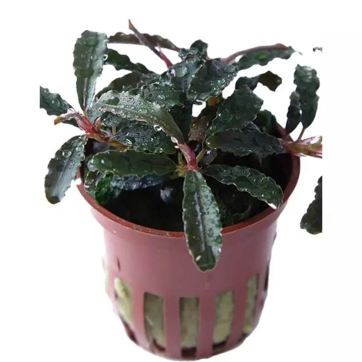 Bucephalandra Kedagang Ruukku - Akvaarion etualan kasvit - 89041 - 1