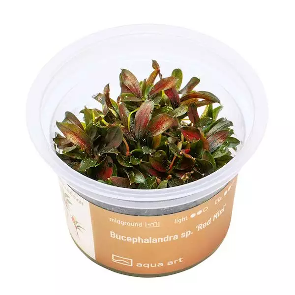 Bucephalandra sp.red mini Vitrokupissa - Akvaarion etualan kasvit - 86781 - 1